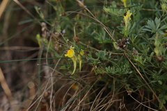 Linaria supina