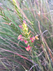 Struthiola ciliata