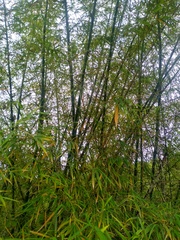 Bambusa vulgaris