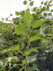 Ampelopsis glandulosa hancei