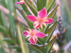 Struthiola ciliata