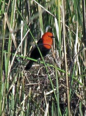 Amblyramphus holosericeus