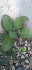Kalanchoe laetivirens