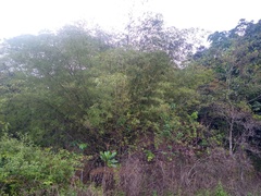 Bambusa vulgaris