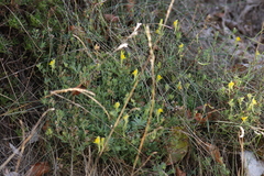 Linaria supina
