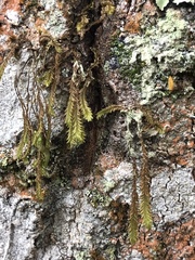 Selaginellaceae