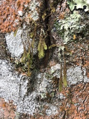Selaginellaceae