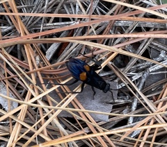 Calopompilus maculipennis