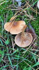 Agaricales