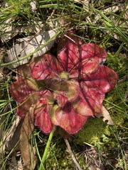 Drosera collina