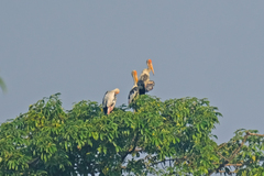 Mycteria leucocephala