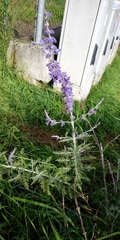 Salvia yangii