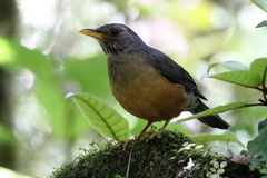 Turdus olivaceus olivaceus