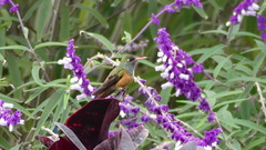 Amazilis amazilia