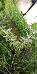 Salvia yangii