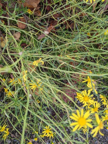 Narrow-leaved ragwort (Senecio inaequidens)