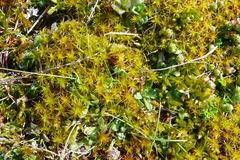 Syntrichia ruraliformis