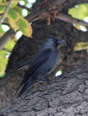 Corvus monedula