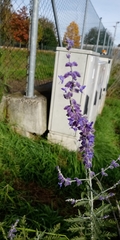 Salvia yangii