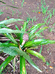 Quesnelia quesneliana