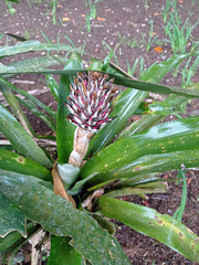 Quesnelia quesneliana