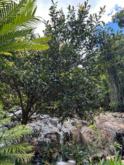 Syzygium lateriflorum