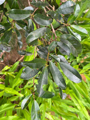 Syzygium lateriflorum