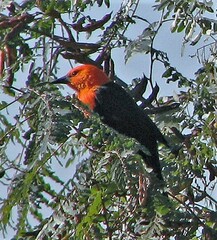 Amblyramphus holosericeus