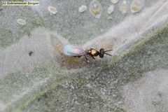 Diglyphus isaea