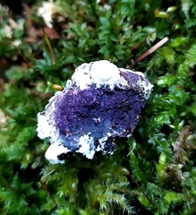 Nectriopsis violacea