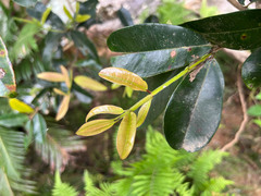 Syzygium lateriflorum