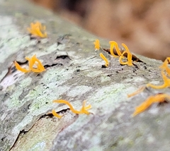Calocera cornea