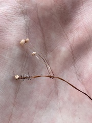 Marasmius