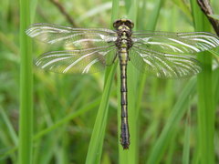 Ophiogomphus mainensis