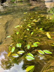 Potamogeton × fluitans