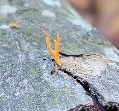Calocera cornea