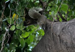 Callosciurus finlaysonii