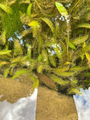 Potamogeton × fluitans