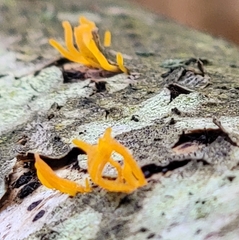 Calocera cornea