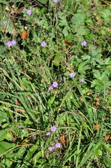 Geranium pyrenaicum