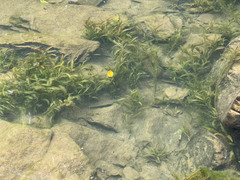 Potamogeton × fluitans