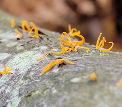 Calocera cornea