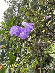 Strobilanthes formosana