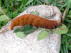 Pachylia