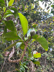 Fagraea berteroana