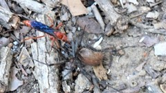 Tachypompilus ferrugineus