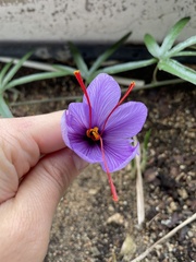 Crocus sativus
