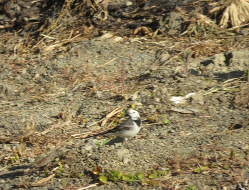 White Wagtail