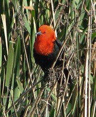Amblyramphus holosericeus