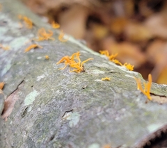 Calocera cornea